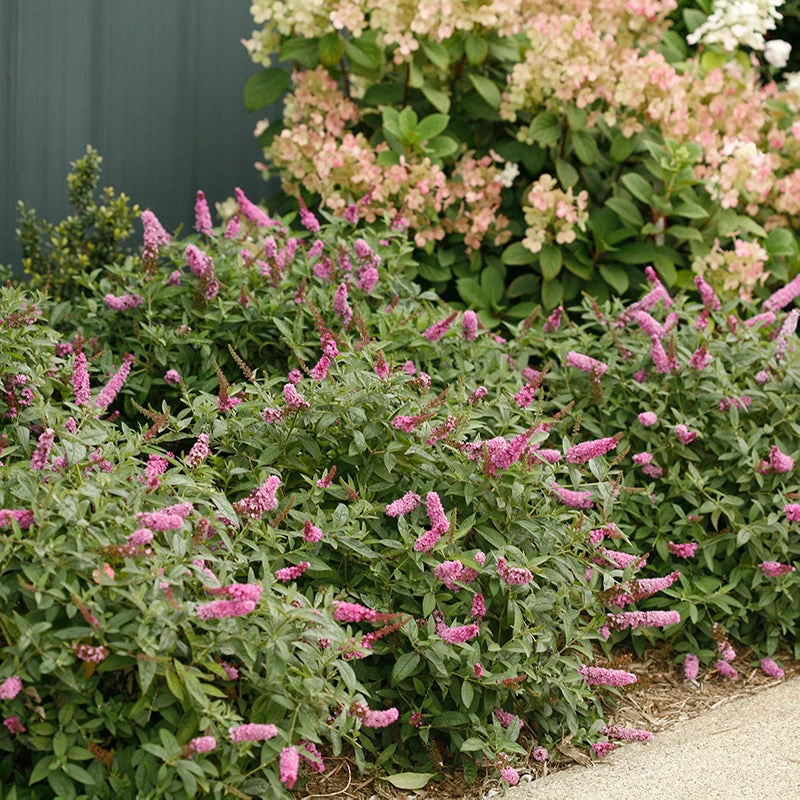 Lo & Behold® 'Pink Micro Chip' Butterfly Bush