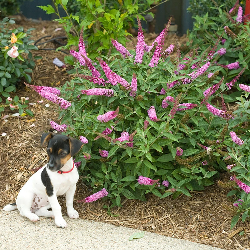 Lo & Behold® 'Pink Micro Chip' Butterfly Bush - Image 2