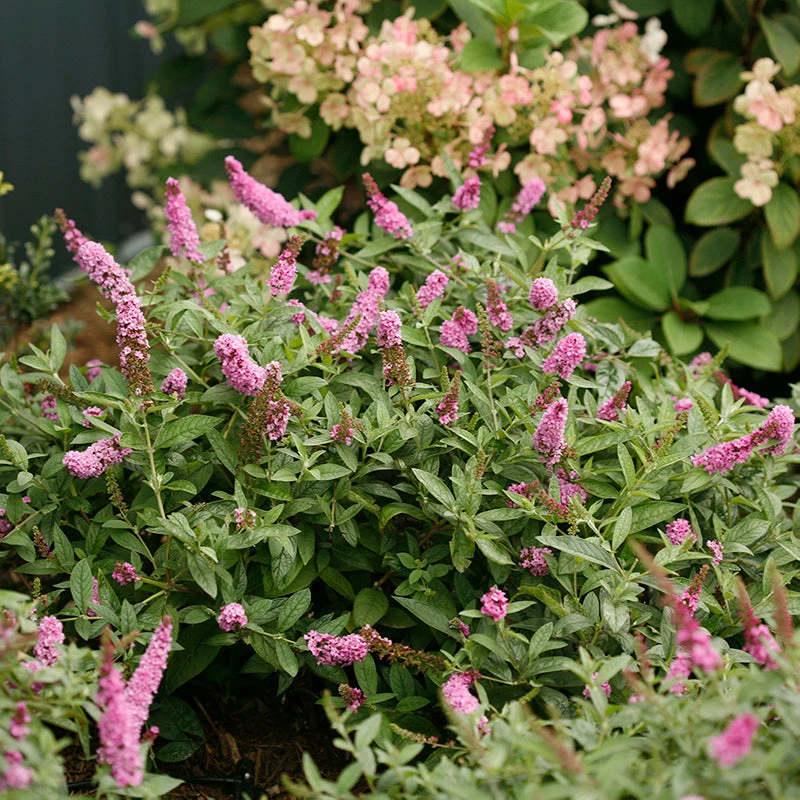 Lo & Behold® 'Pink Micro Chip' Butterfly Bush - Image 3