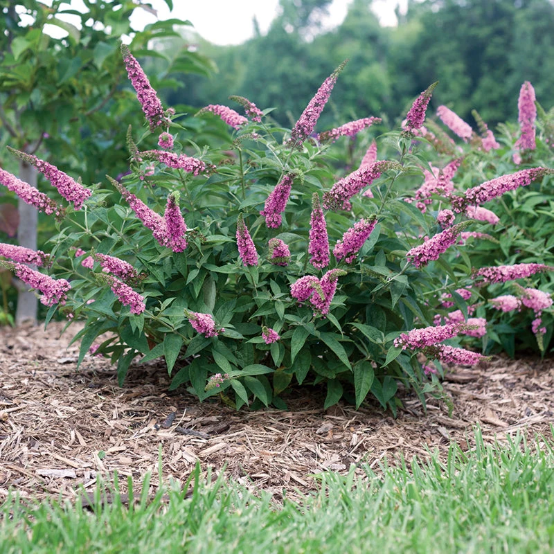 Lo & Behold® 'Pink Micro Chip' Butterfly Bush - Image 4