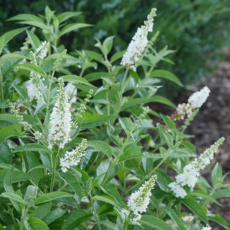 'Miss Pearl' Butterfly Bush - Image 2