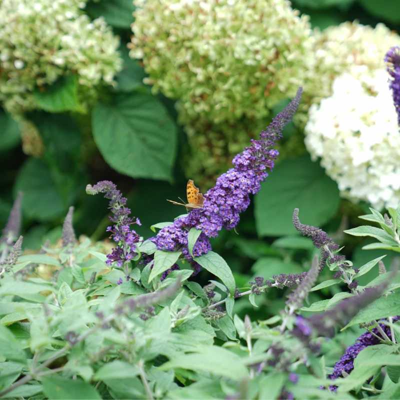 Pugster Blue® Butterfly Bush - Image 3