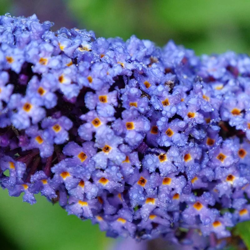 Pugster Blue® Butterfly Bush - Image 2