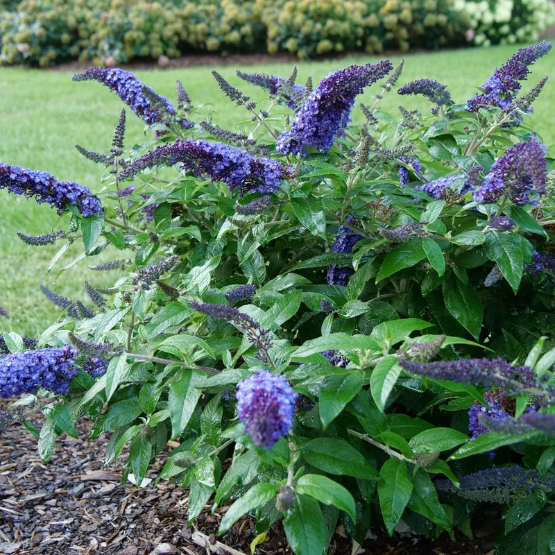 Pugster Blue® Butterfly Bush - Image 4