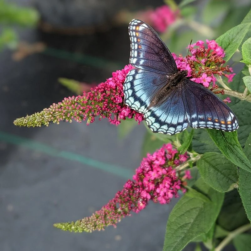 Lo & Behold Ruby Chip® Butterfly Bush