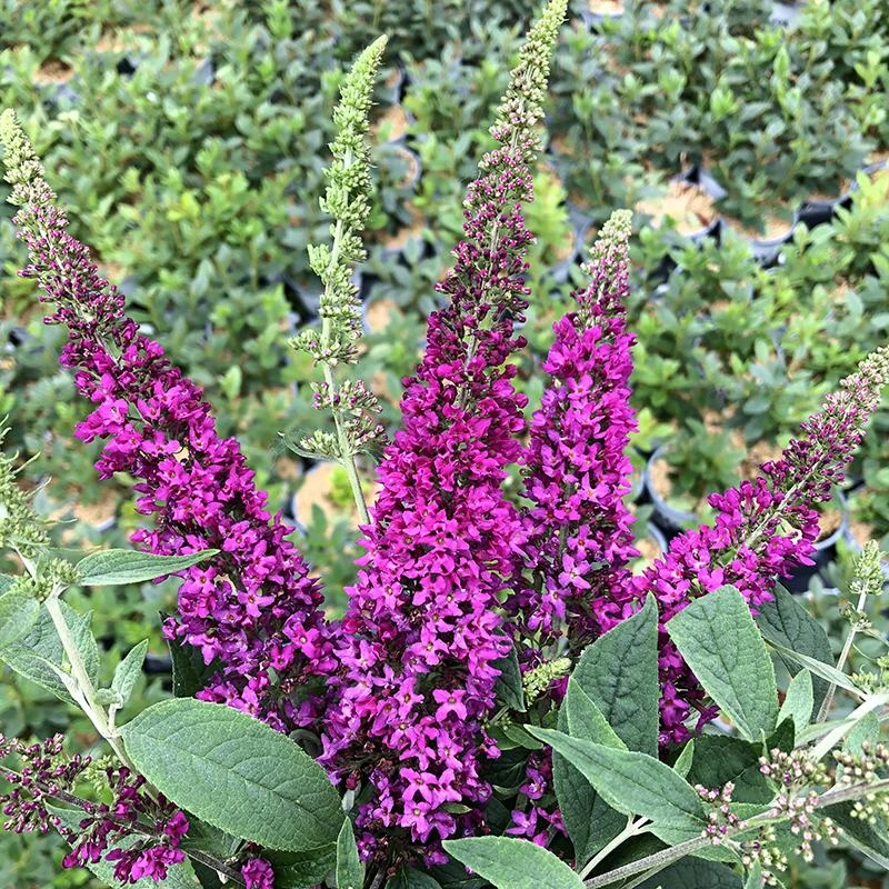 Lo & Behold Ruby Chip® Butterfly Bush - Image 2