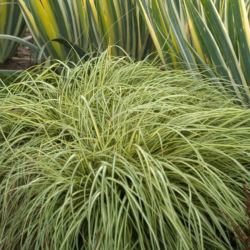 'Evergold' Sedge - Image 5