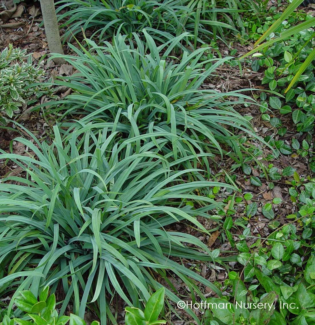 Bunny BlueĀ® 'Hobb' Sedge
