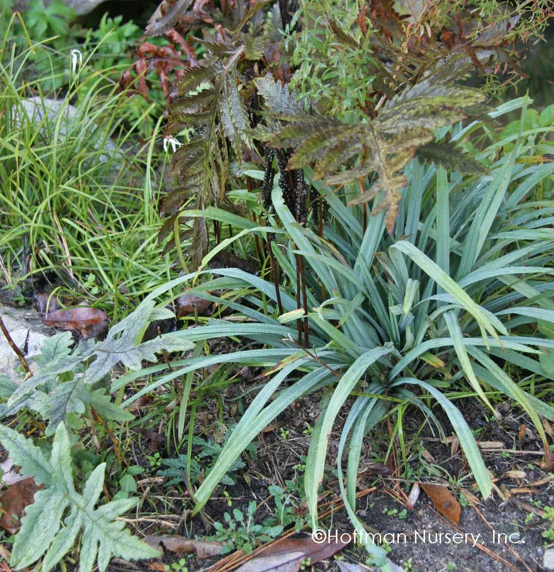 Bunny BlueĀ® 'Hobb' Sedge - Image 2