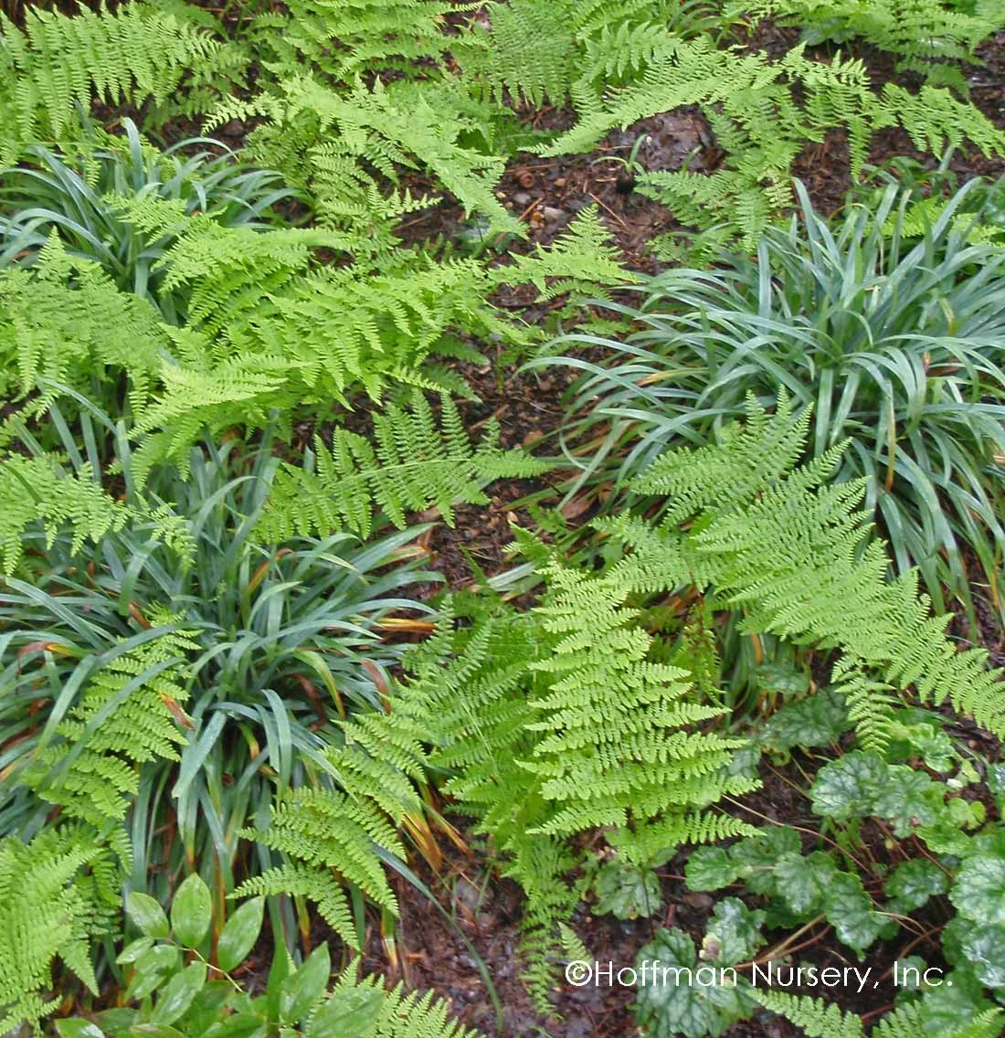 Bunny BlueĀ® 'Hobb' Sedge - Image 3