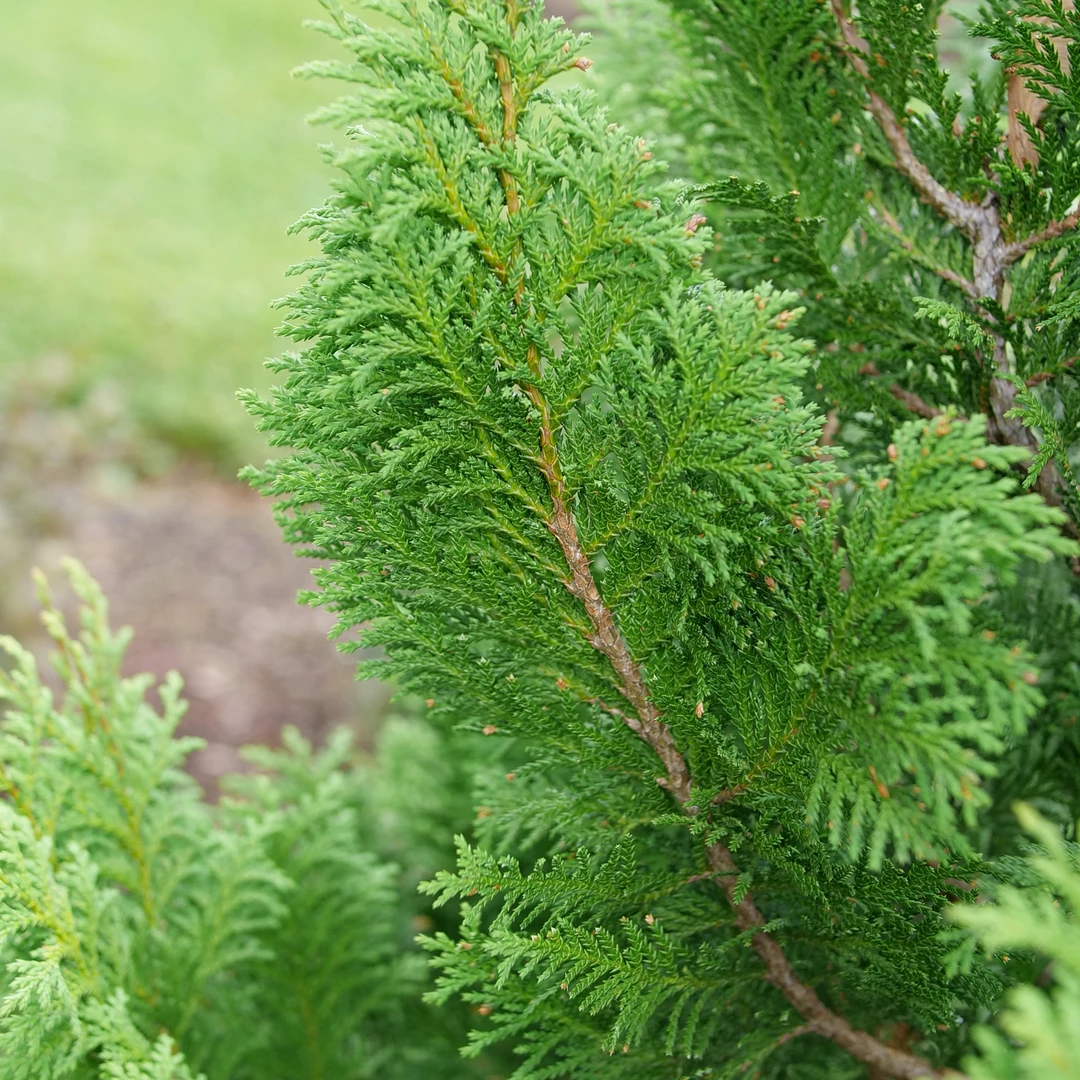 Cedar Rapids™ False Cypress - Image 3