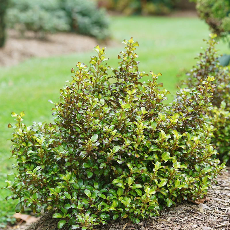 Waxwing™ Lime Mirror Bush - Image 2
