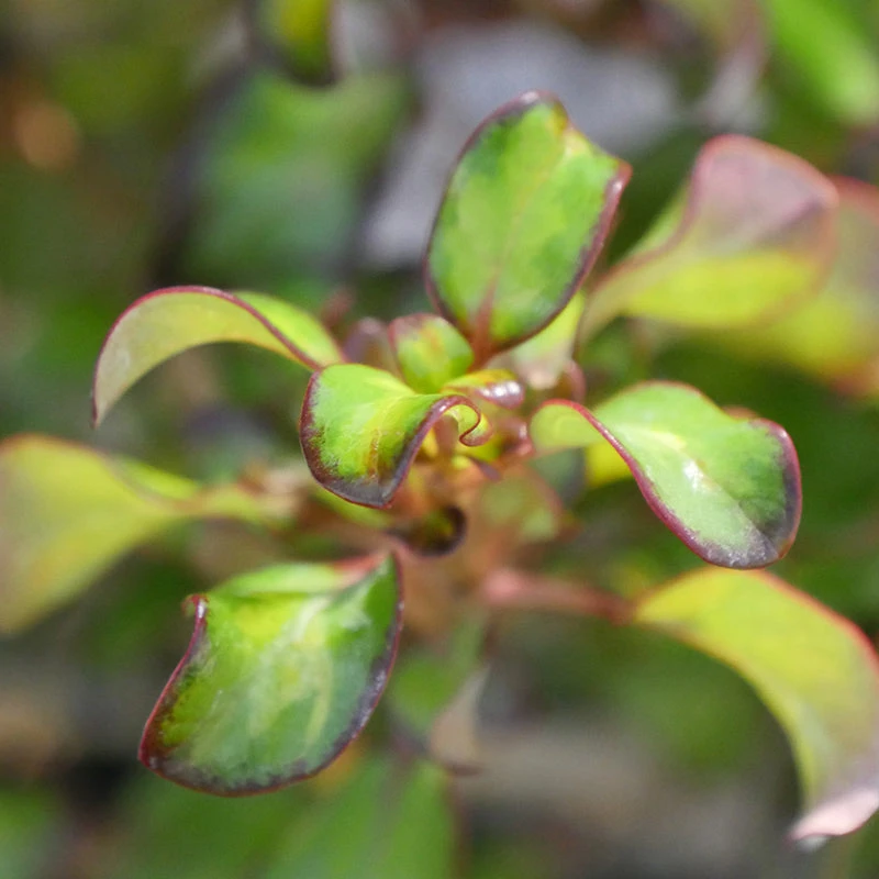 Waxwing™ Lime Mirror Bush - Image 3