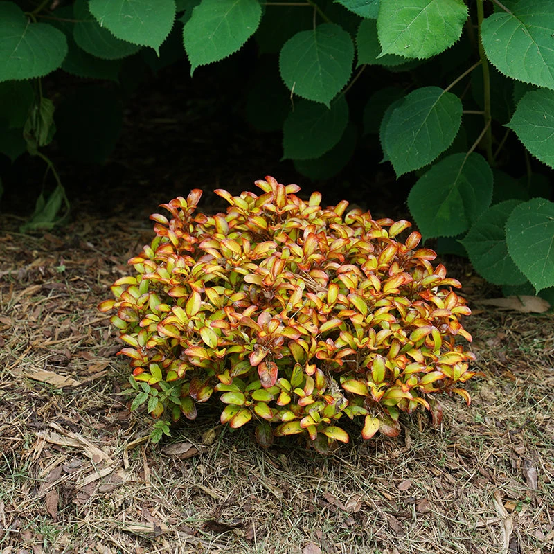 Waxwing™ Orange Mirror Bush - Image 4