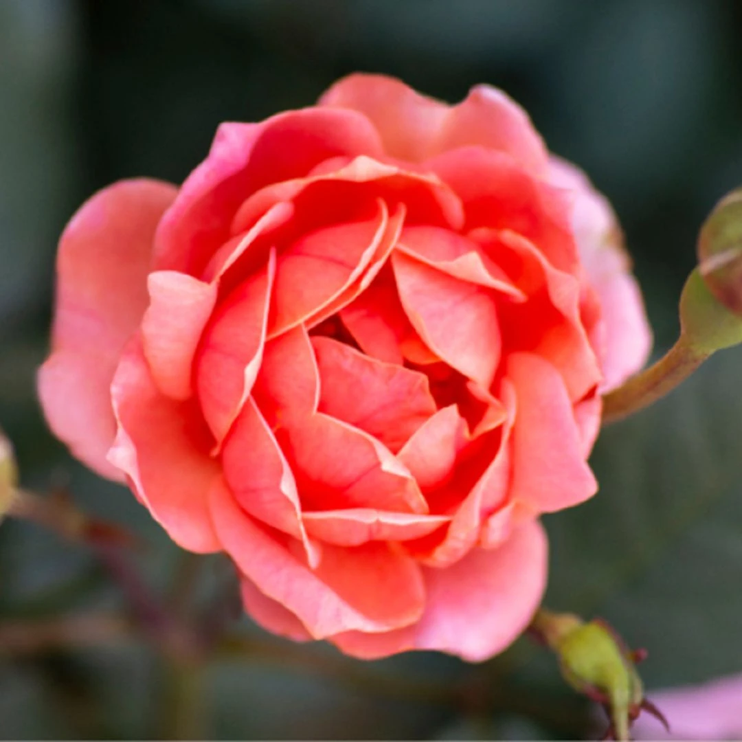 Coral Knock Out® Rose - Image 2