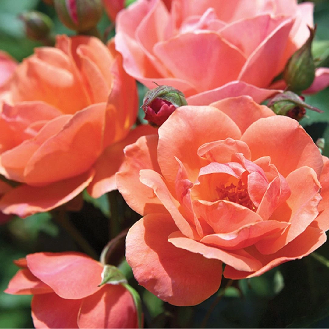 Coral Knock Out® Rose - Image 3
