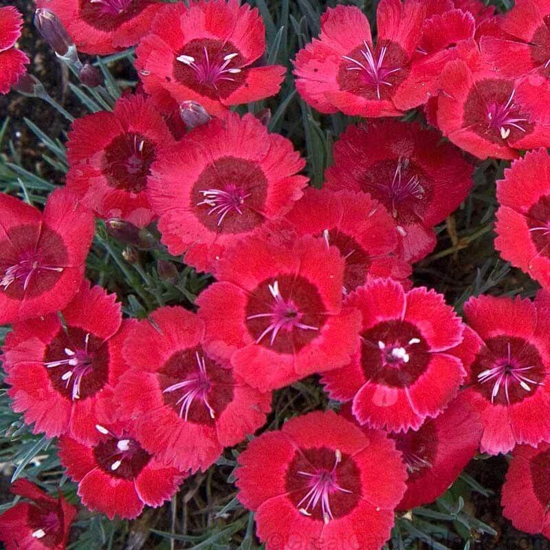 'Eastern Star' Dianthus