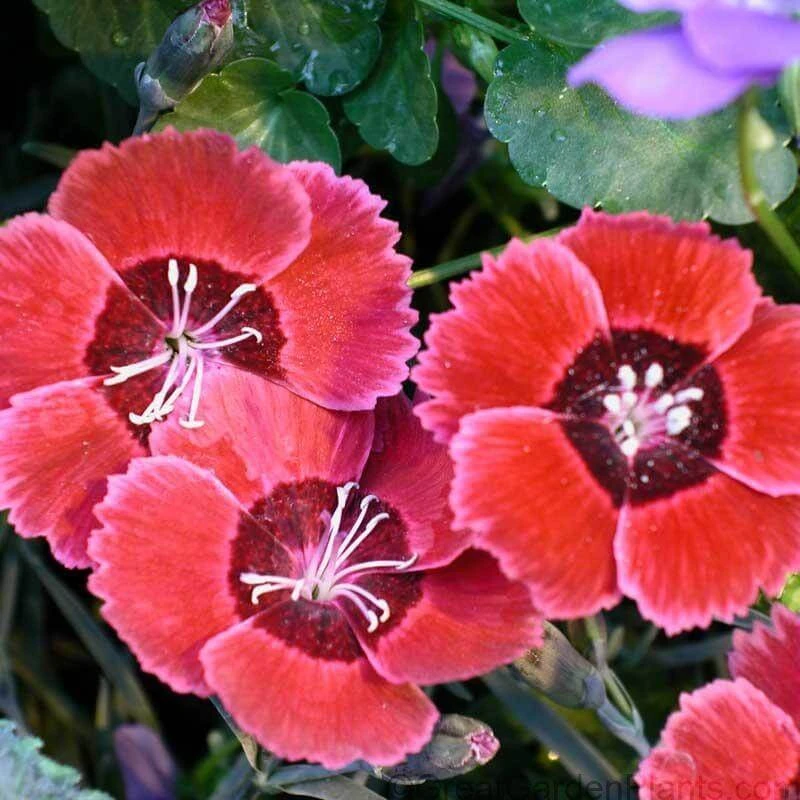 'Eastern Star' Dianthus - Image 2