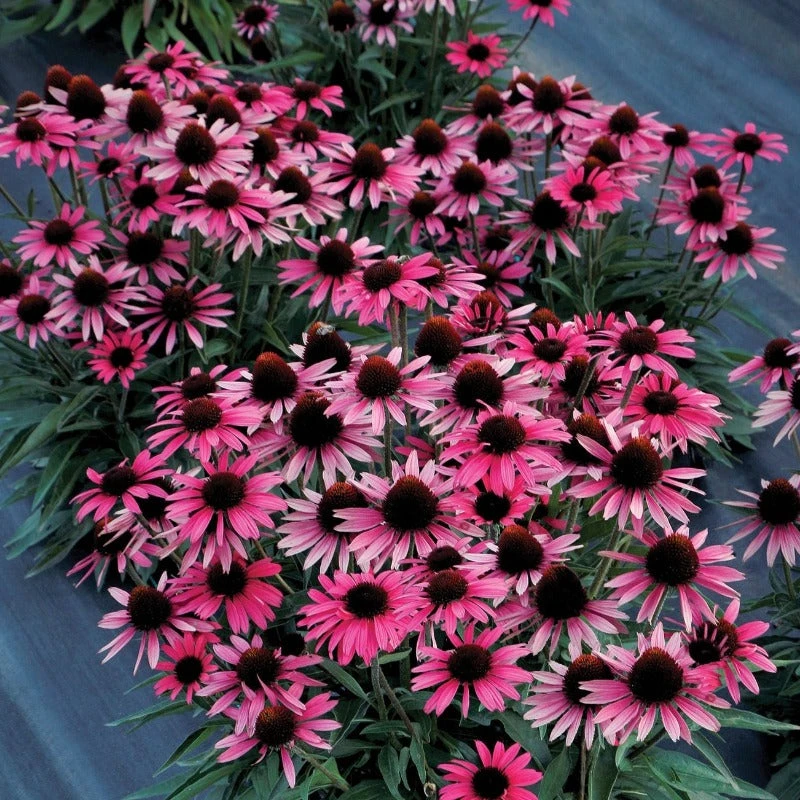 Dark Shadows™ 'Wicked' Coneflower - Image 3