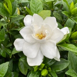 Pillow TalkĀ® Gardenia