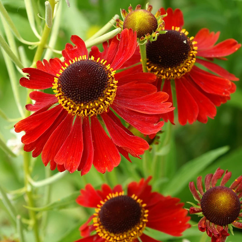 'Moerheim Beauty' Sneezeweed - Image 2