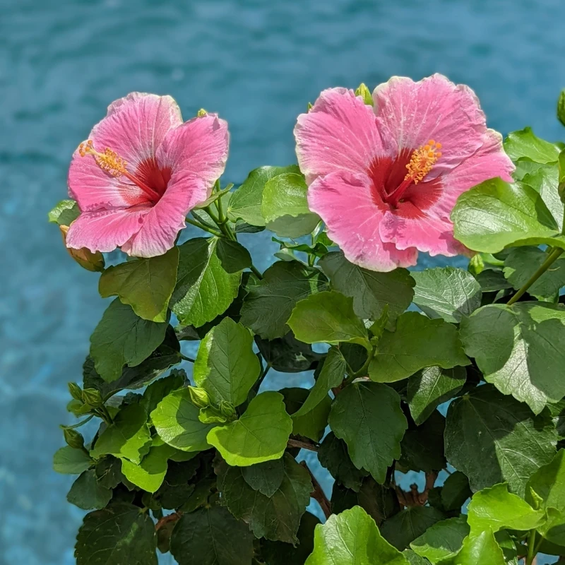 Hollywood Hibiscus™ America's Sweetheart™ Tropical Hibiscus - Image 4