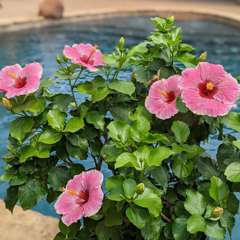 Hollywood Hibiscus™ America's Sweetheart™ Tropical Hibiscus - Image 2