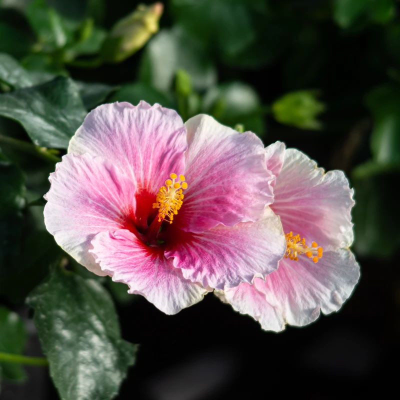 Hollywood Hibiscus™ America's Sweetheart™ Tropical Hibiscus - Image 3