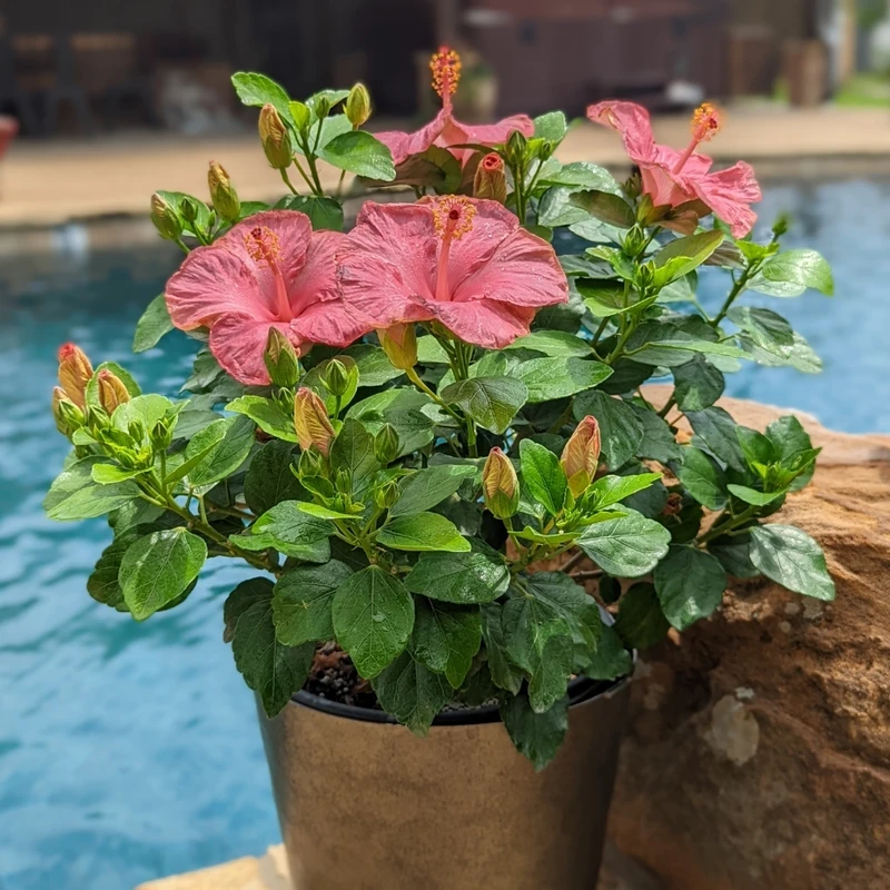 Hollywood Hibiscus™ First Lady™ Tropical Hibiscus