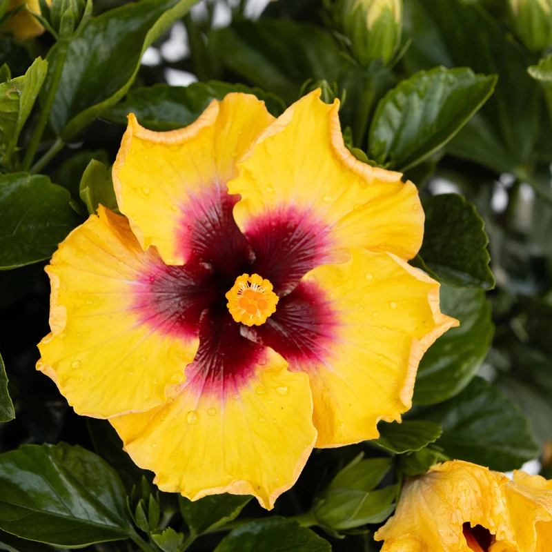 Hollywood Hibiscus™ Rico Suave™ Tropical Hibiscus - Image 3