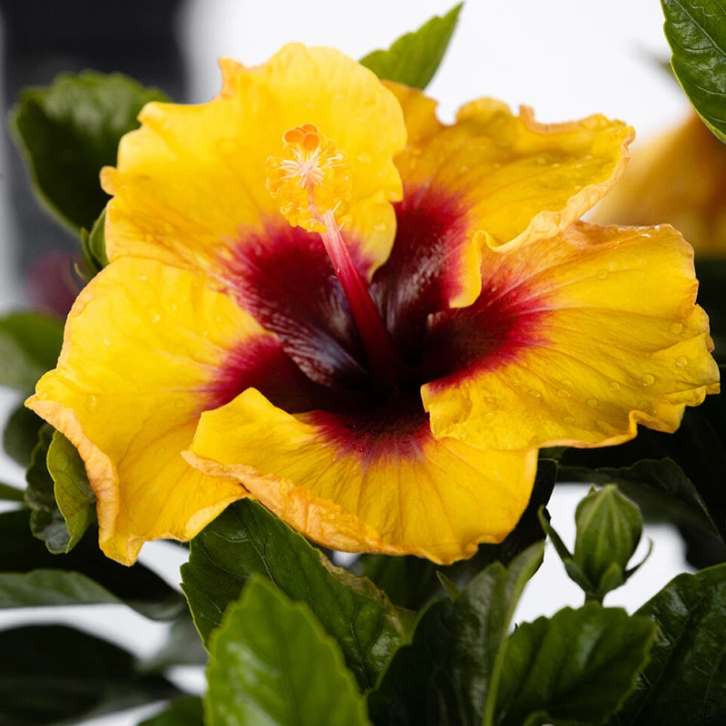 Hollywood Hibiscus™ Rico Suave™ Tropical Hibiscus - Image 2