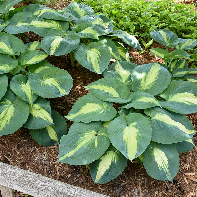 Shadowland® 'Hudson Bay' Hosta - Image 5