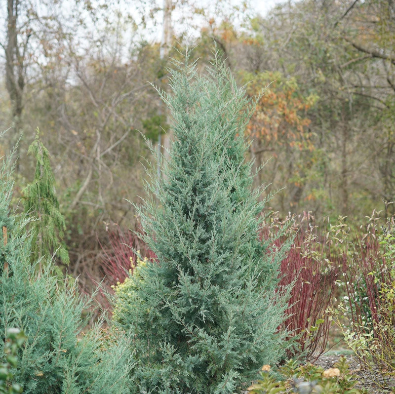 Aquavita™ Juniper - Image 2