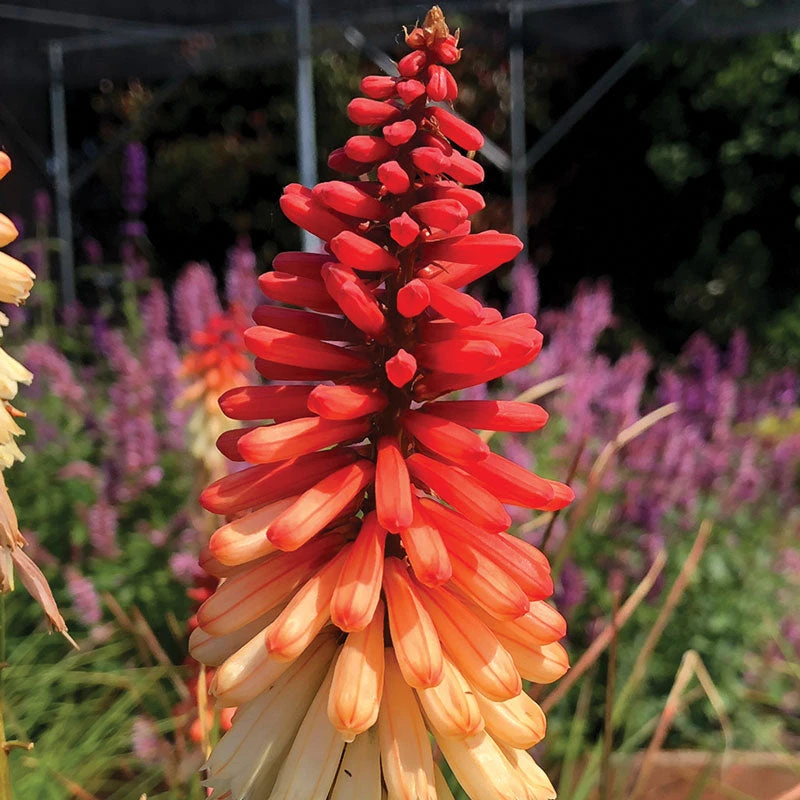 'Orange Vanilla Popsicle' Red Hot Poker - Image 4