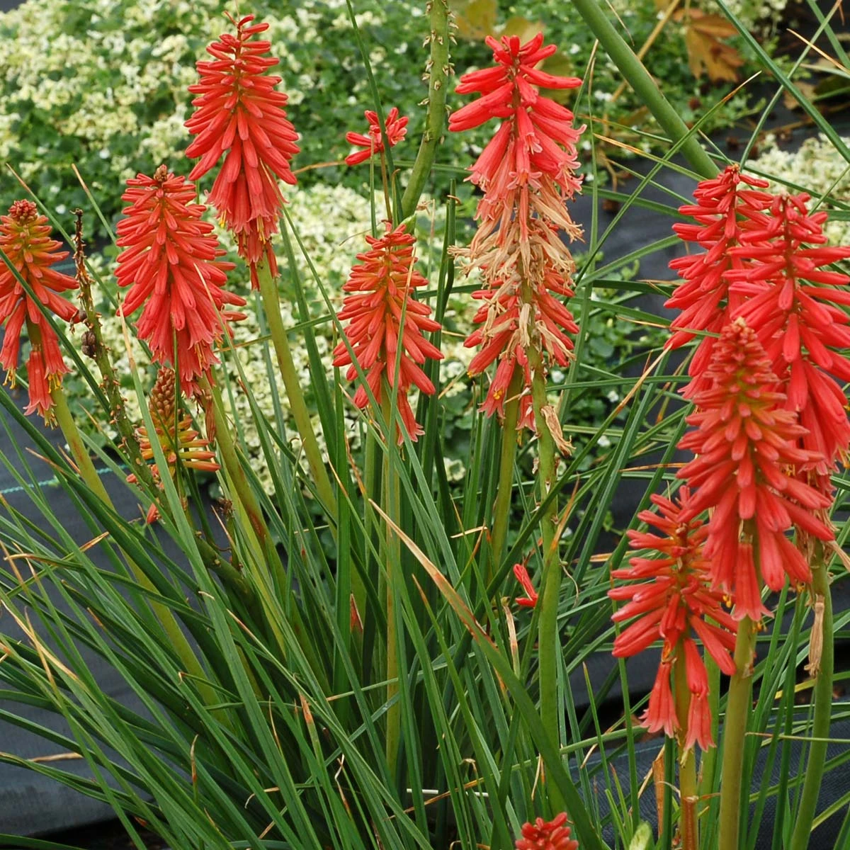 'Redhot Popsicle' Red Hot Poker - Image 4