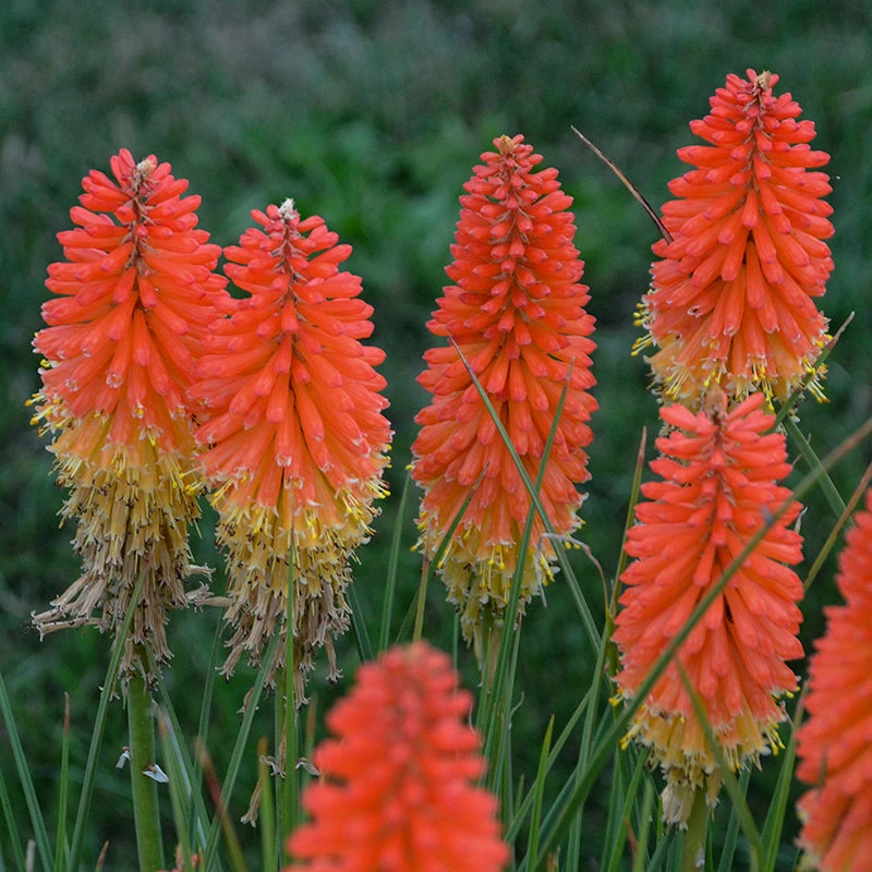 Pyromania™ 'Backdraft' Red Hot Poker - Image 2