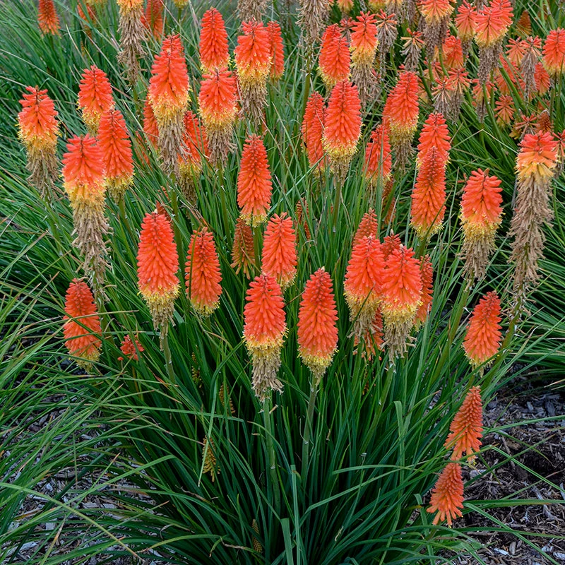 Pyromania™ 'Backdraft' Red Hot Poker - Image 3
