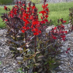 Starship⢠Scarlet Bronze Leaf Cardinal Flower
