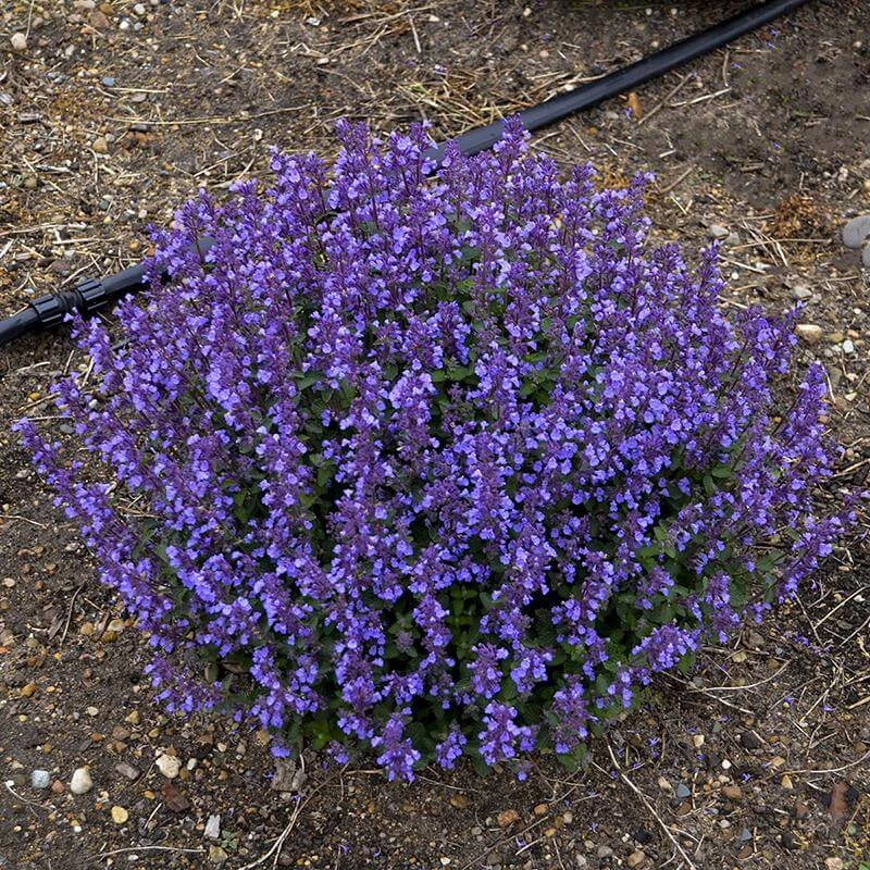 'Cat's Pajamas' Catmint - Image 4