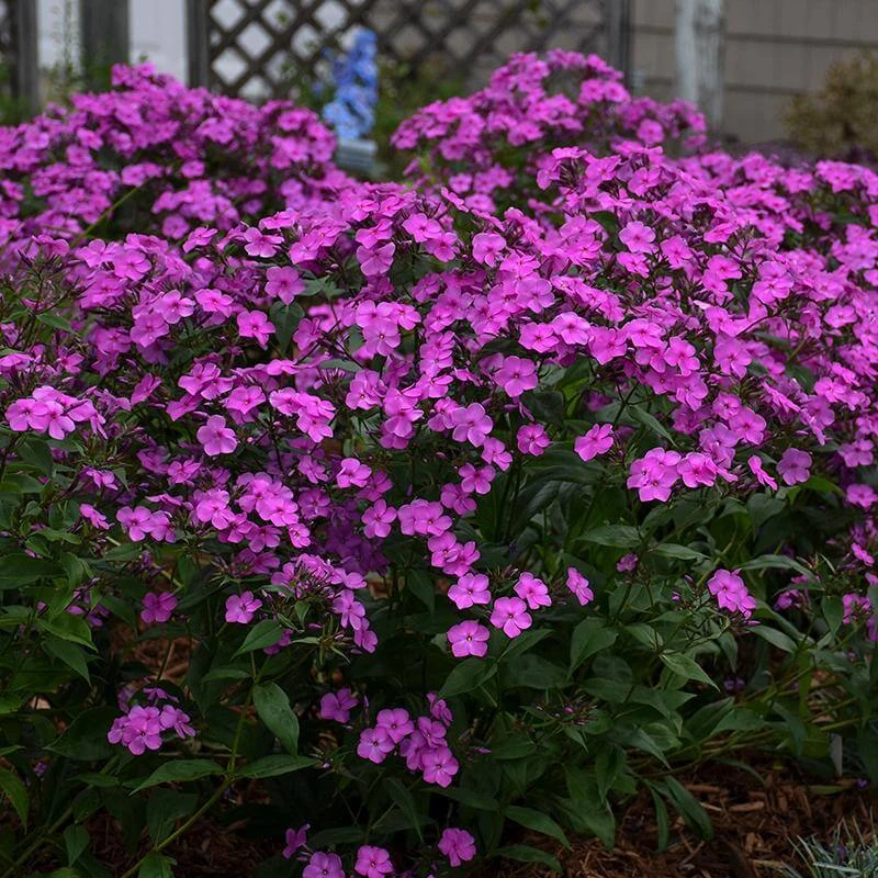 'Cloudburst' Tall Cushion Phlox - Image 4