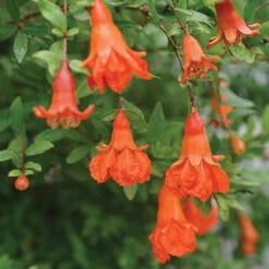 Peppy Le Pom⢠Pomegranate