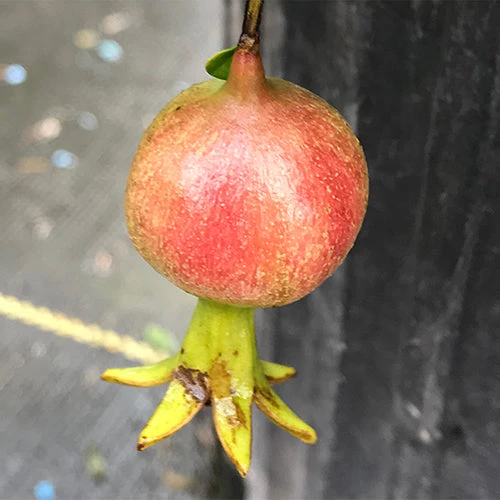 Peppy Le Pom™ Pomegranate - Image 3