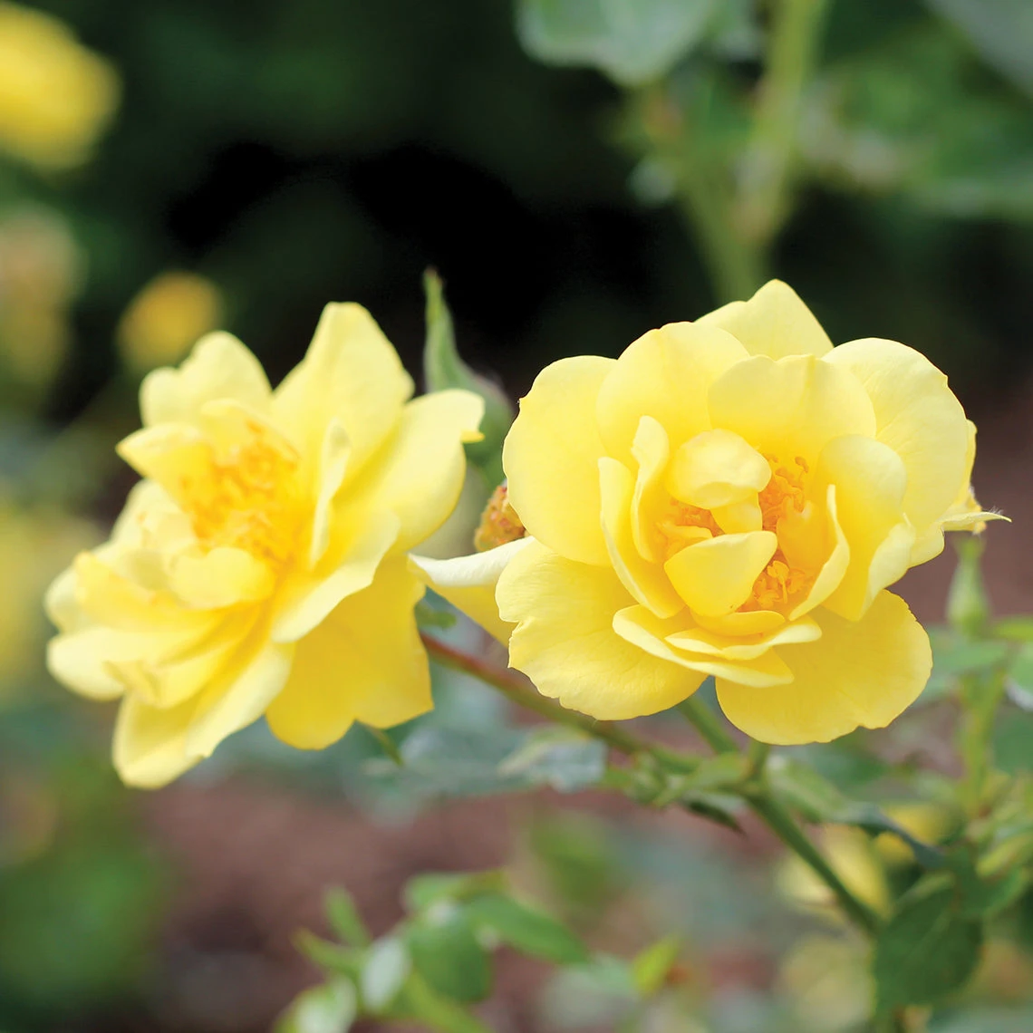 Oso Easy Lemon Zest® Rose