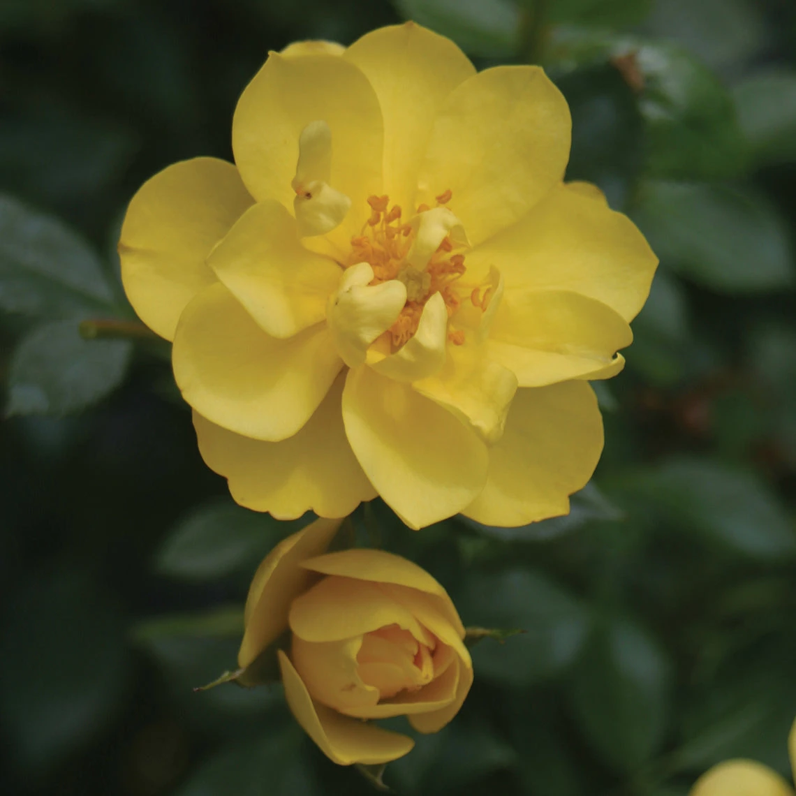 Oso Easy Lemon Zest® Rose - Image 3