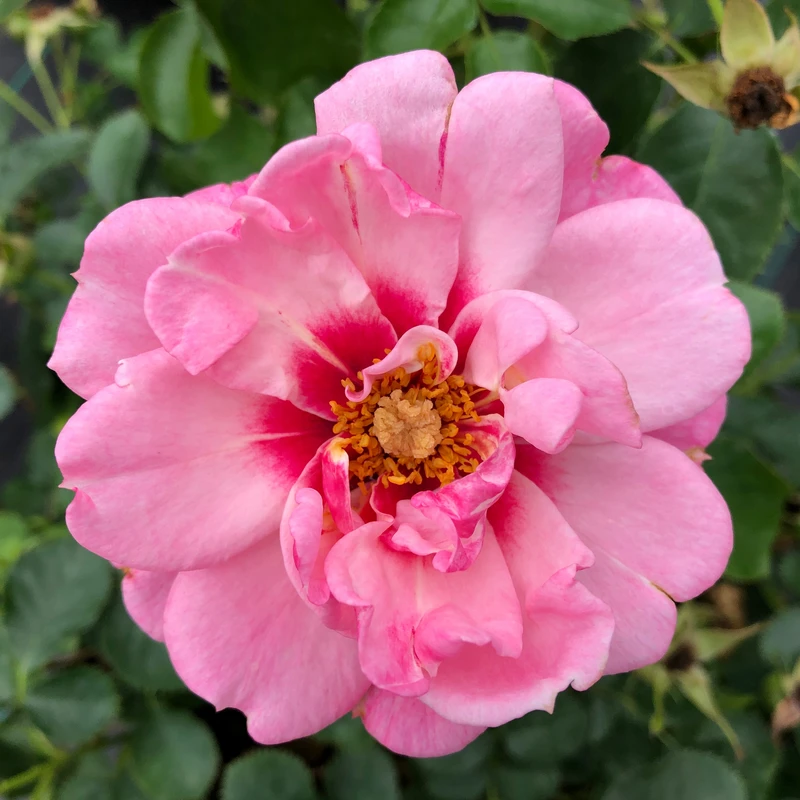 Ringo® Double Pink Rose - Image 3