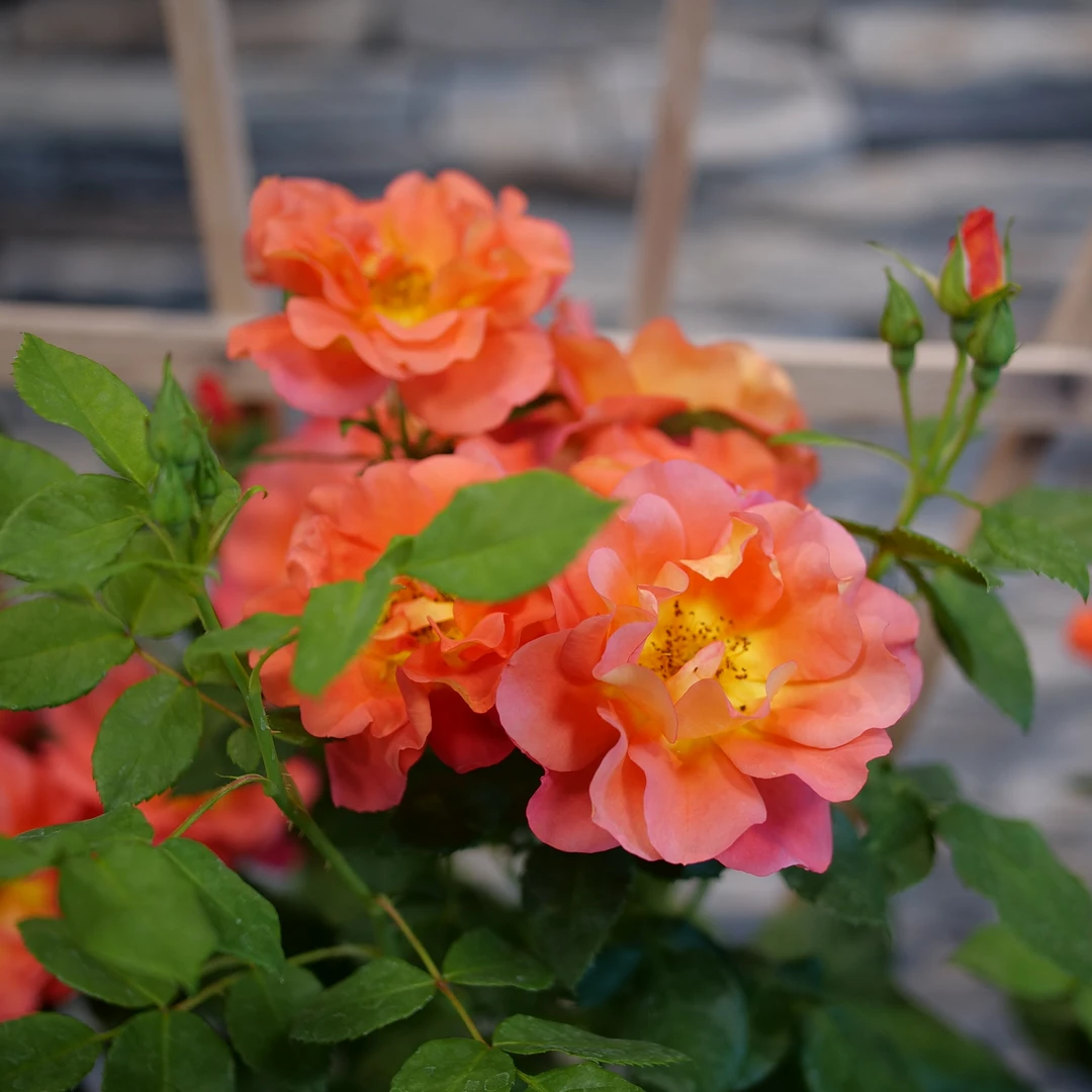 Rise Up Emberays™ Climbing Rose - Image 2