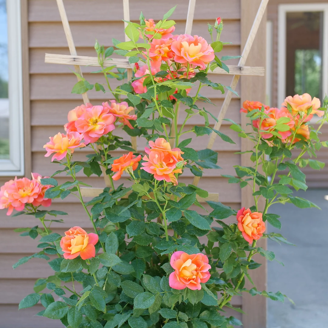 Rise Up Emberays™ Climbing Rose - Image 3