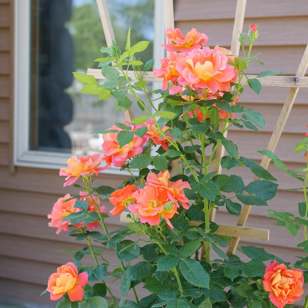 Rise Up Emberays™ Climbing Rose - Image 4