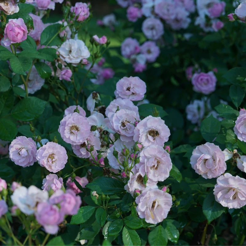 Rise Up Lilac Days™ Climbing Rose - Image 3