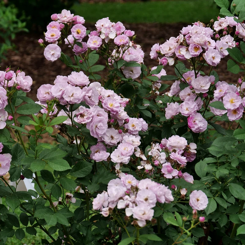 Rise Up Lilac Days™ Climbing Rose - Image 2